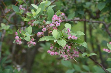 Yaban mersinleri ilkbaharda güzel açar, ve yazın meyveler yeşile, kırmızıya, maviye ve mora dönüşür, ve sonbaharda canlı sonbahar yapraklarının tadını çıkarabilirsiniz..