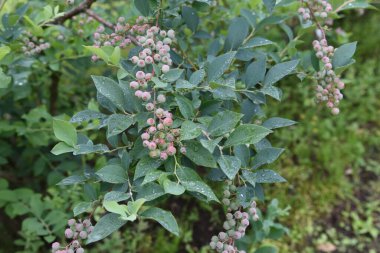 Yaban mersinleri ilkbaharda güzel açar, ve yazın meyveler yeşile, kırmızıya, maviye ve mora dönüşür, ve sonbaharda canlı sonbahar yapraklarının tadını çıkarabilirsiniz..