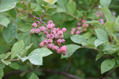 Yaban mersinleri ilkbaharda güzel açar, ve yazın meyveler yeşile, kırmızıya, maviye ve mora dönüşür, ve sonbaharda canlı sonbahar yapraklarının tadını çıkarabilirsiniz..