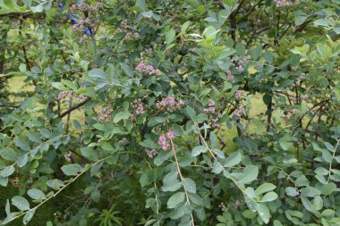 Yaban mersinleri ilkbaharda güzel açar, ve yazın meyveler yeşile, kırmızıya, maviye ve mora dönüşür, ve sonbaharda canlı sonbahar yapraklarının tadını çıkarabilirsiniz..
