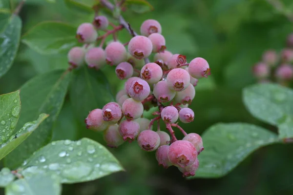 春にはブルーベリーが 夏には緑 紫の黒に 秋には鮮やかな紅葉を楽しむことができます — ストック写真