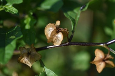 Nicandra physaloides (Peru Elması) / Solanaceae yıllık bitkisi.