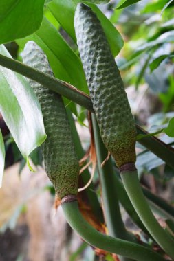 Canavarın leziz meyvesi. Araceae tropikal asma bitkisi. Meyve yenebilir..