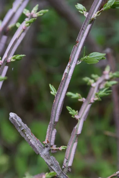 Euonymus Alatus Крылья Ростки Цветы — стоковое фото