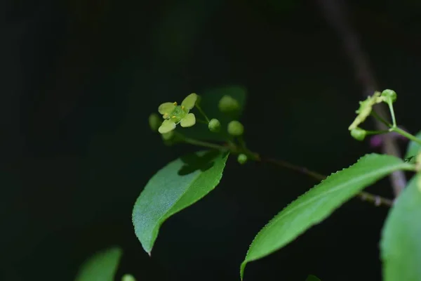 Skrzydła Pędy Kwiaty Euonymus Alatus — Zdjęcie stockowe