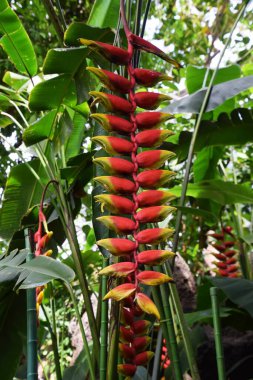 Heliconia rostrata. Heliconiaceae her yıl yeşeren tropikal bitki.