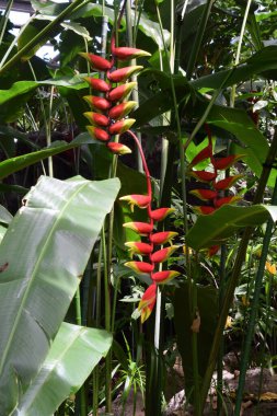 Heliconia rostrata. Heliconiaceae her yıl yeşeren tropikal bitki.