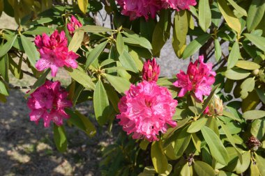 Rododendron çiçekleri. Ericaceae her zaman yeşil çalı.