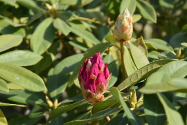 Rododendron çiçekleri. Ericaceae her zaman yeşil çalı.