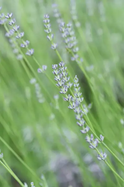 ラベンダーグロッソの花と蝶 ラミア科の多年草 — ストック写真