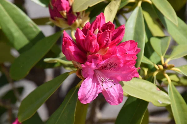 Kwitnie Rododendron Zielonozielony Krzew Ericaceae — Zdjęcie stockowe
