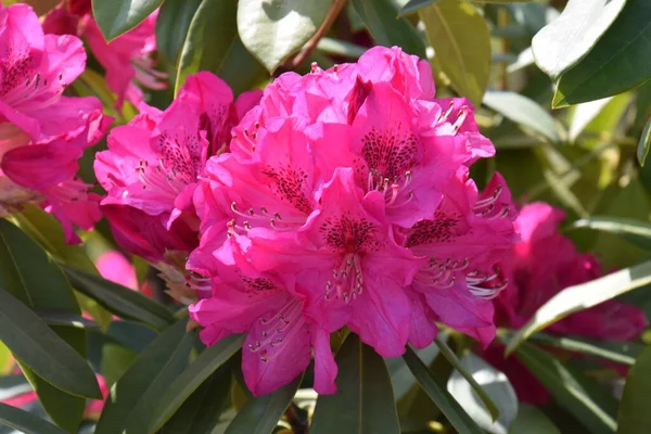 Kwitnie Rododendron Zielonozielony Krzew Ericaceae — Zdjęcie stockowe