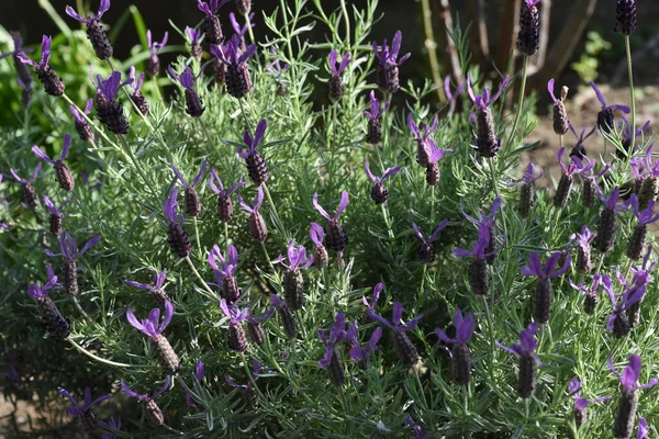 Французька Лаванда Stoechas Lavender Ламієві Вічнозелені Трави — стокове фото