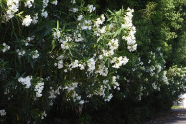 Beyaz çiçek zakkum çiçekleri. Apocynaceae her zaman yeşil çalı.