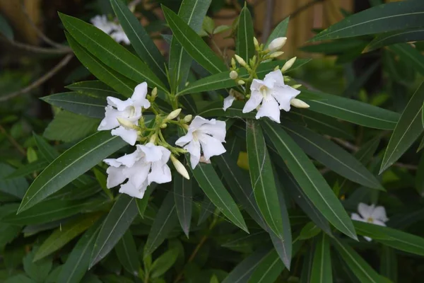 Bílý Květinový Oleandr Kvete Apocynaceae Věčně Zelený Keř — Stock fotografie