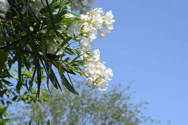 White Flower Oleander Blossoms Apocynaceae Evergreen Shrub — Stock Photo, Image