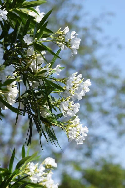 Fleurs Blanches Oléandre Fleurit Apocynaceae Arbuste Feuilles Persistantes — Photo
