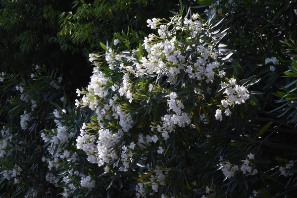 Weiße Oleanderblüten Apocynaceae Immergrüner Strauch — Stockfoto