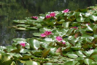 Nilüfer çiçeği. Nymphaeaceae su bitkisi..