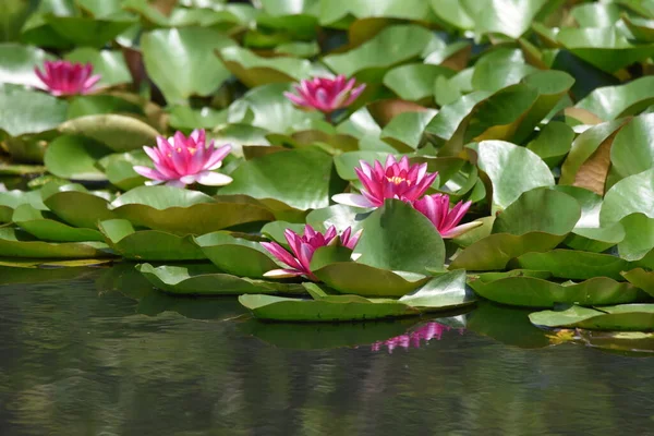 Водяная Лилия Нимфеевые Водные Многолетниковые Растения — стоковое фото