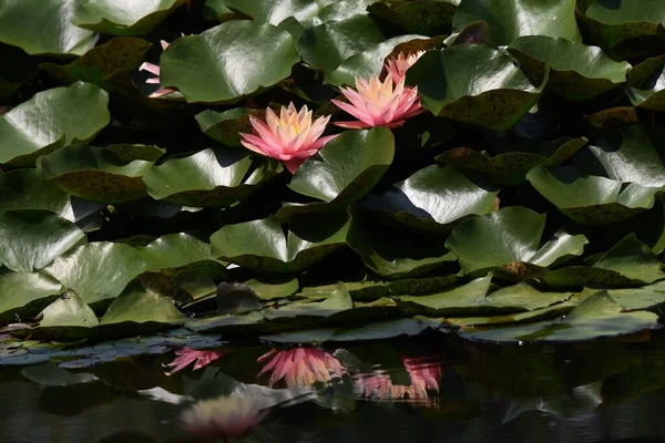 Lys Eau Nymphaeaceae Plante Aquatique Vivace — Photo