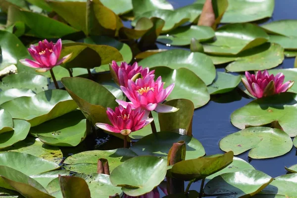 Lys Eau Nymphaeaceae Plante Aquatique Vivace — Photo