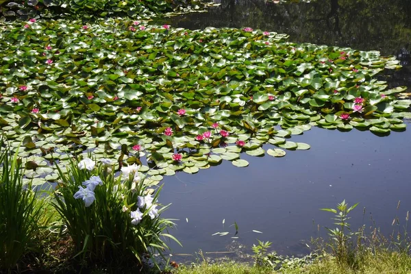 Водяная Лилия Нимфеевые Водные Многолетниковые Растения — стоковое фото