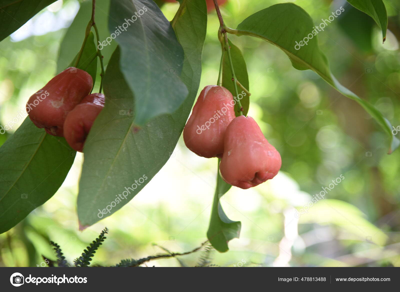 Jambu Fruit