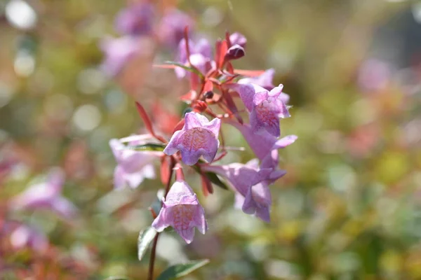 Fényes Abelia Virágok Örökzöld Bokor Caprifoliaceae — Stock Fotó