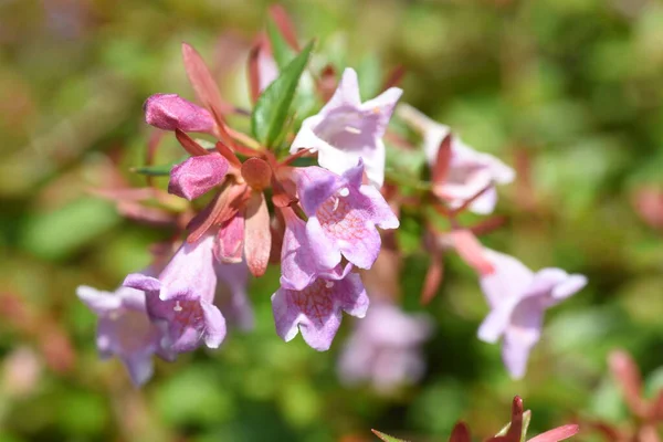 Parlak abelia çiçekleri. Caprifoliaceae Her zaman yeşil çalı.