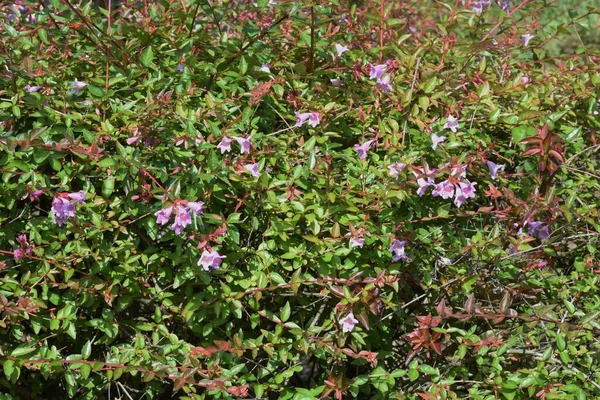 Flores Brilhantes Abelia Caprifoliaceae Arbusto Sempre Verde — Fotografia de Stock