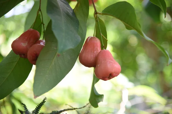 Wax Apple Fruits Myrtaceae Tropical Fruit — Stock Photo, Image