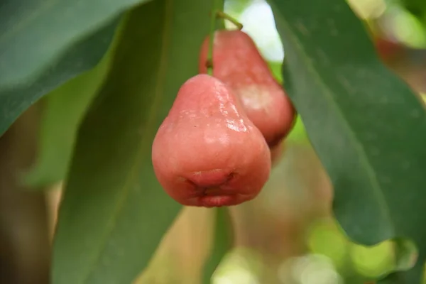 Voskové Jablečné Ovoce Myrtaceae Tropické Ovoce — Stock fotografie