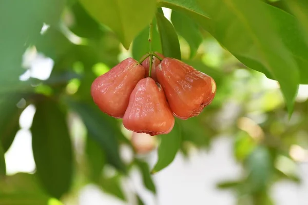 Woskowe Jabłka Myrtaceae Owoce Tropikalne — Zdjęcie stockowe