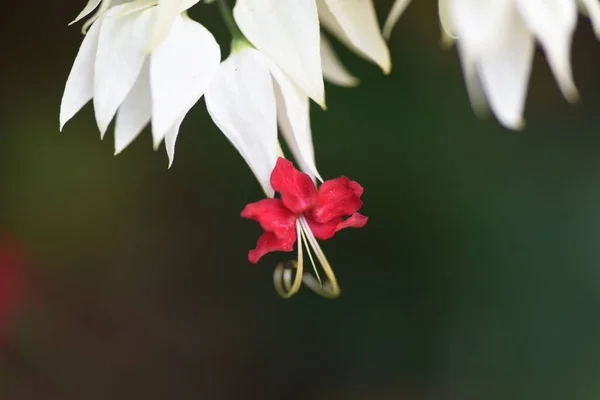 Glory Laube Blutendes Herz Weinrebe Blumen Rebenstrauch Lamiaceae — Stockfoto