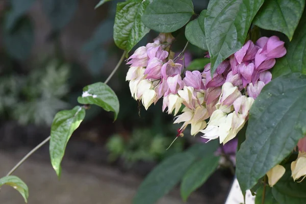 Glory Laube Blutendes Herz Weinrebe Blumen Rebenstrauch Lamiaceae — Stockfoto