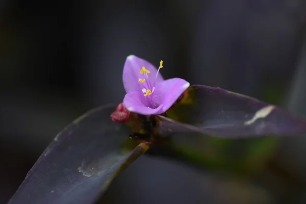 Flores Corazón Púrpura Commelinaceae Hierba Perenne Hoja Perenne — Foto de Stock