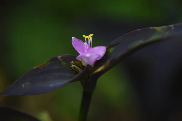 Flores Corazón Púrpura Commelinaceae Hierba Perenne Hoja Perenne —  Fotos de Stock