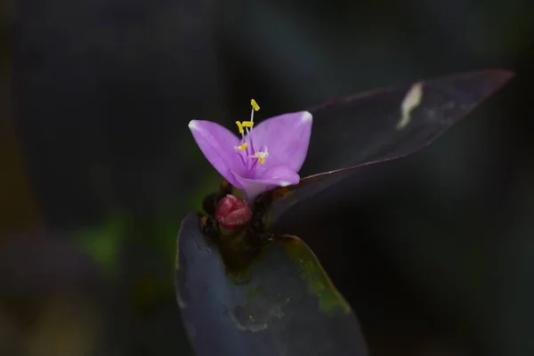 Flores Roxas Coração Commelinaceae Grama Perene Sempre Verde — Fotografia de Stock