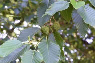 Alnus sieboldiana meyveleri. Betulaceae yaprak döken ağacı.