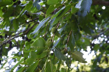 Alnus sieboldiana meyveleri. Betulaceae yaprak döken ağacı.