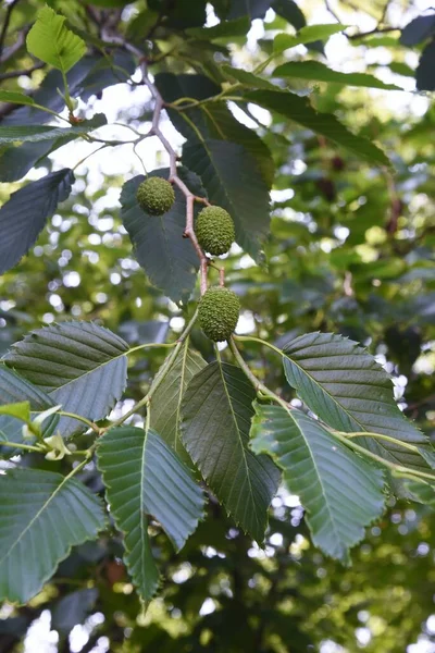 Frutos Alnus Sieboldiana Betulaceae Árvore Caduca — Fotografia de Stock