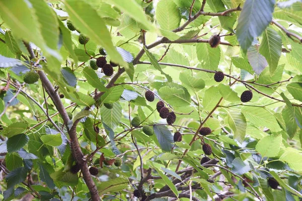 Alnus Sieboldiana Frutas Betulaceae Árbol Caducifolio —  Fotos de Stock