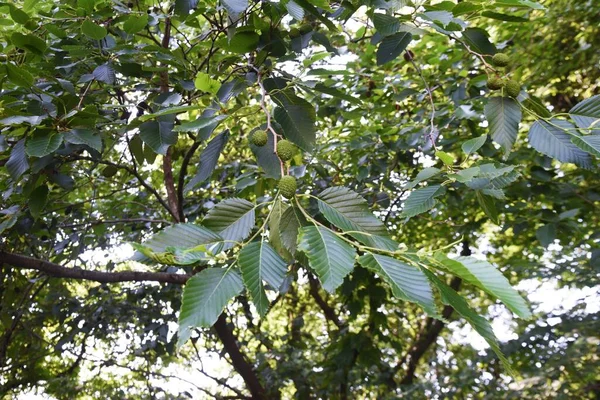 Alnus Sieboldiana Fruits Betulaceae Arbre Feuilles Caduques — Photo