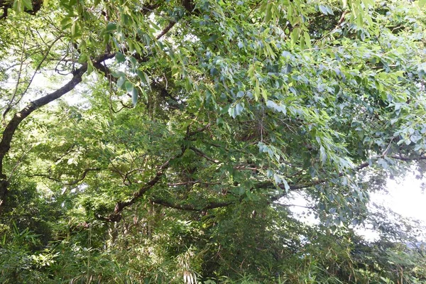 Καρποί Alnus Sieboldiana Φυλλοβόλο Δέντρο Betulaceae — Φωτογραφία Αρχείου