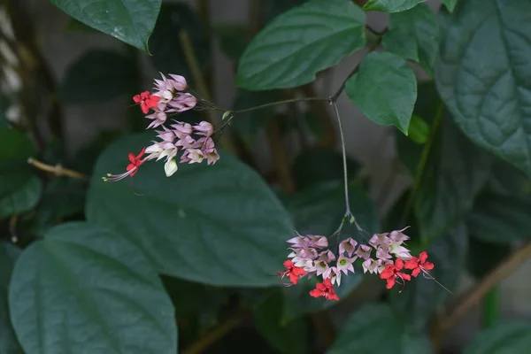 Java Fleurs Haricots Gloire Verbenaceae Arbuste Feuilles Persistantes — Photo