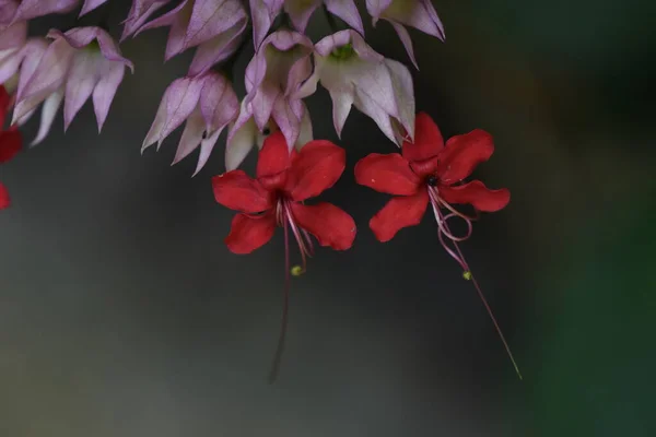 Java Glory Bean Flowers Verbenaceae Evergreen Shrub — Stock Photo, Image