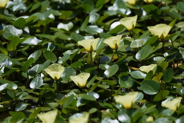 Botanik Bahçesinin Göletinde Çiçek Açmış Gelincik Çiçekleri Limnocharitaceae Yüzen Yapraklı — Stok fotoğraf