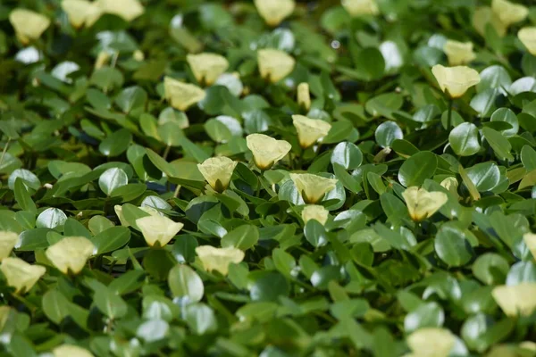 Botanik Bahçesinin Göletinde Çiçek Açmış Gelincik Çiçekleri Limnocharitaceae Yüzen Yapraklı — Stok fotoğraf