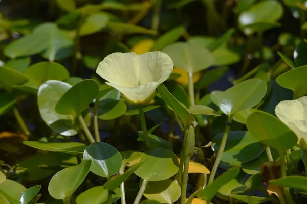 양귀비 식물원의 연못에 Limnocharitaceae Perennial Floating Leaved — 스톡 사진